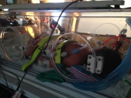 Cole's incubator